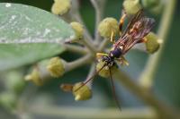 Banchus pictus
