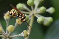 Banchus pictus
