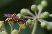 Banchus pictus
