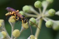 Banchus pictus