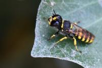 Ectemnius cavifrons
