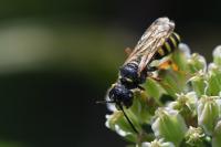 Cerceris ruficornis