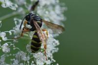 Cerceris ruficornis