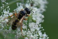 Cerceris ruficornis