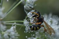 Cerceris ruficornis