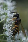 Cerceris ruficornis