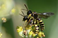 Cerceris quadricincta