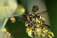 Cerceris quadricincta