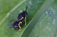 Brachymeria femorata