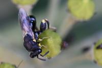 Brachymeria femorata