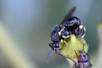 Brachymeria femorata