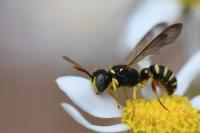 Cerceris quinquefasciata