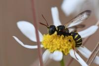 Cerceris quinquefasciata