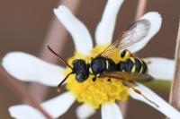 Cerceris quinquefasciata