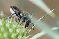 Megachile rotundata