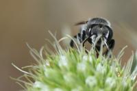 Megachile rotundata