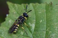 Cerceris quadricincta