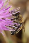 Apis mellifera