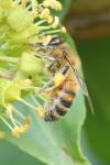 Apis mellifera