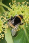 Bombus terrestris/lucorum