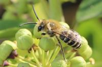 Colletes hederae