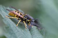 Vespula germanica