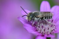 Megachile argentata