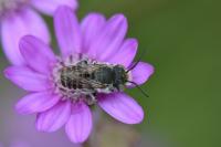 Megachile argentata