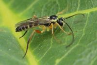 Syrphoctonus tarsatorius