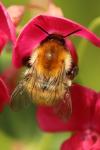 Bombus pascuorum