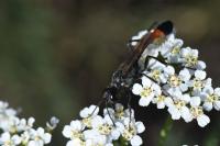 Ammophila sabulosa