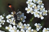 Ammophila sabulosa