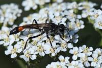 Ammophila sabulosa