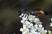 Ammophila sabulosa