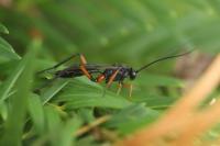 Exetastes calobatus