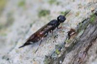 Xiphydria prolongata
