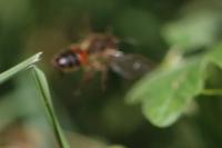 Andrena florea