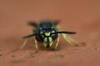 Vespula vulgaris