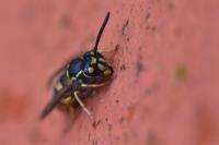 Vespula vulgaris