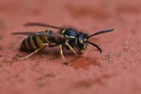 Vespula vulgaris