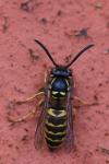Vespula vulgaris