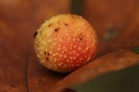 Cynips quercusfolii