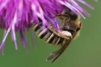 Halictus