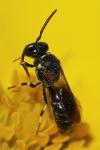 Hylaeus