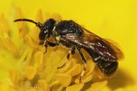 Hylaeus