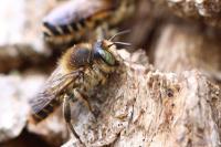 Lithurgus chrysurus
