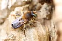 Lithurgus chrysurus