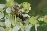 Aleiodes