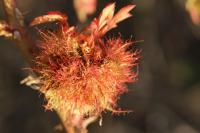 Diplolepis rosae