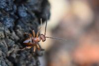 Biorhiza pallida